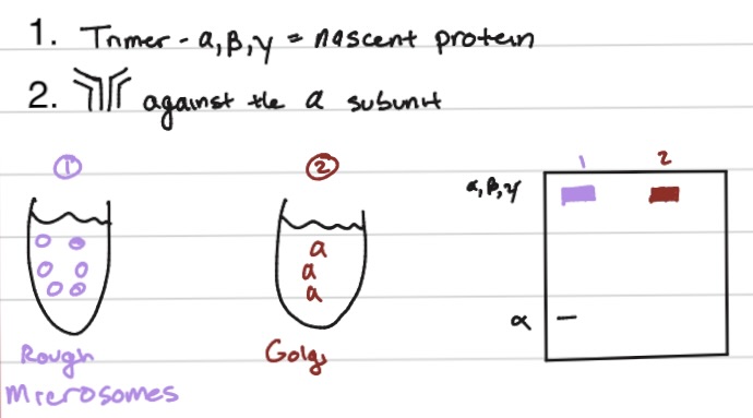 <p>in the RER - as this compartment is where protein folding, modification, and quality control take place before trafficking to other organelles like the Golgi apparatus.</p>