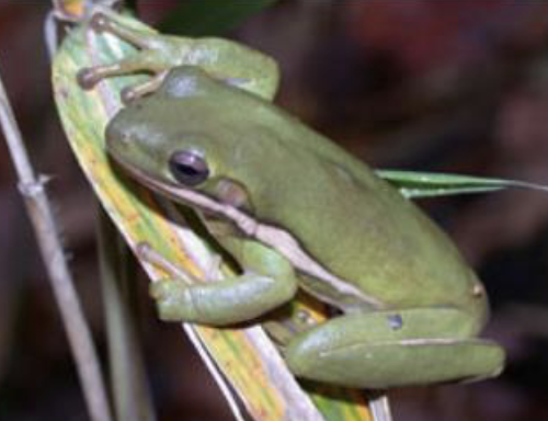<p>what is the name of this amphibian </p>