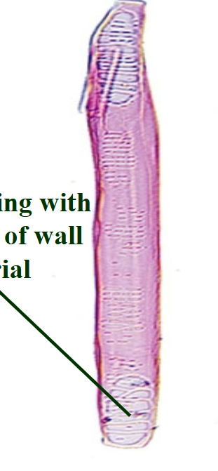 <p>long tubes composed of vessel elements, which are open at each end</p>