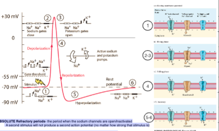 Membrane permeability changes that produce an action potential