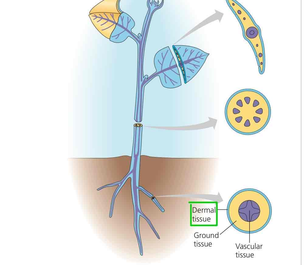 <p>Tissue system acting as outer protective covering against physical damage and pathogens.</p>