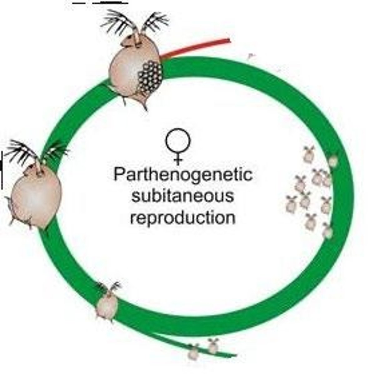 <p>in females, two eggs fuse without fertilization to produce offspring; invertebrates like water fleas, bees, daphnia; vertebrates like reptiles, amphibians, fish</p>