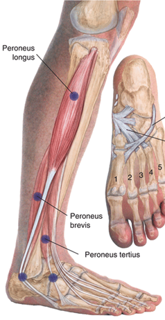 <p><span>Tender Point Location:</span></p><p><span>Anterior and inferior to the lateral malleolus in the <strong>sinus tarsi (talocalcaneal sulcus)</strong>. May also be found on the <strong>lateral surface of the leg below the fibular head in the peroneus longus, brevis, or tertius muscles</strong></span></p><p><span>Treatment position:</span></p><p><span>Patient prone. foot <strong><u>eversion</u></strong> and <strong><u>external rotation.</u></strong> May need to add some <strong>plantar flexion.</strong></span></p>