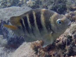 <p>Yellow/tan dorsally, 5 wide bars on sides, small dark spot on upper pectoral base, potential 6th bar on caudal peduncle</p>