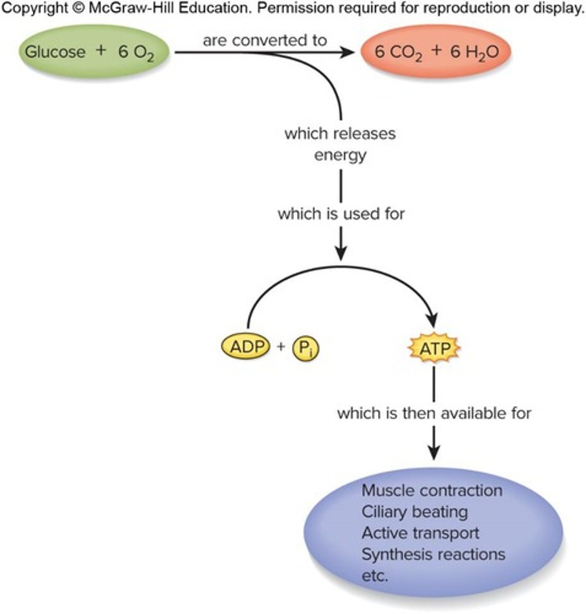 <p>Requires glucose or other fuel and involves a multi-stage process including anaerobic fermentation and aerobic respiration.</p>