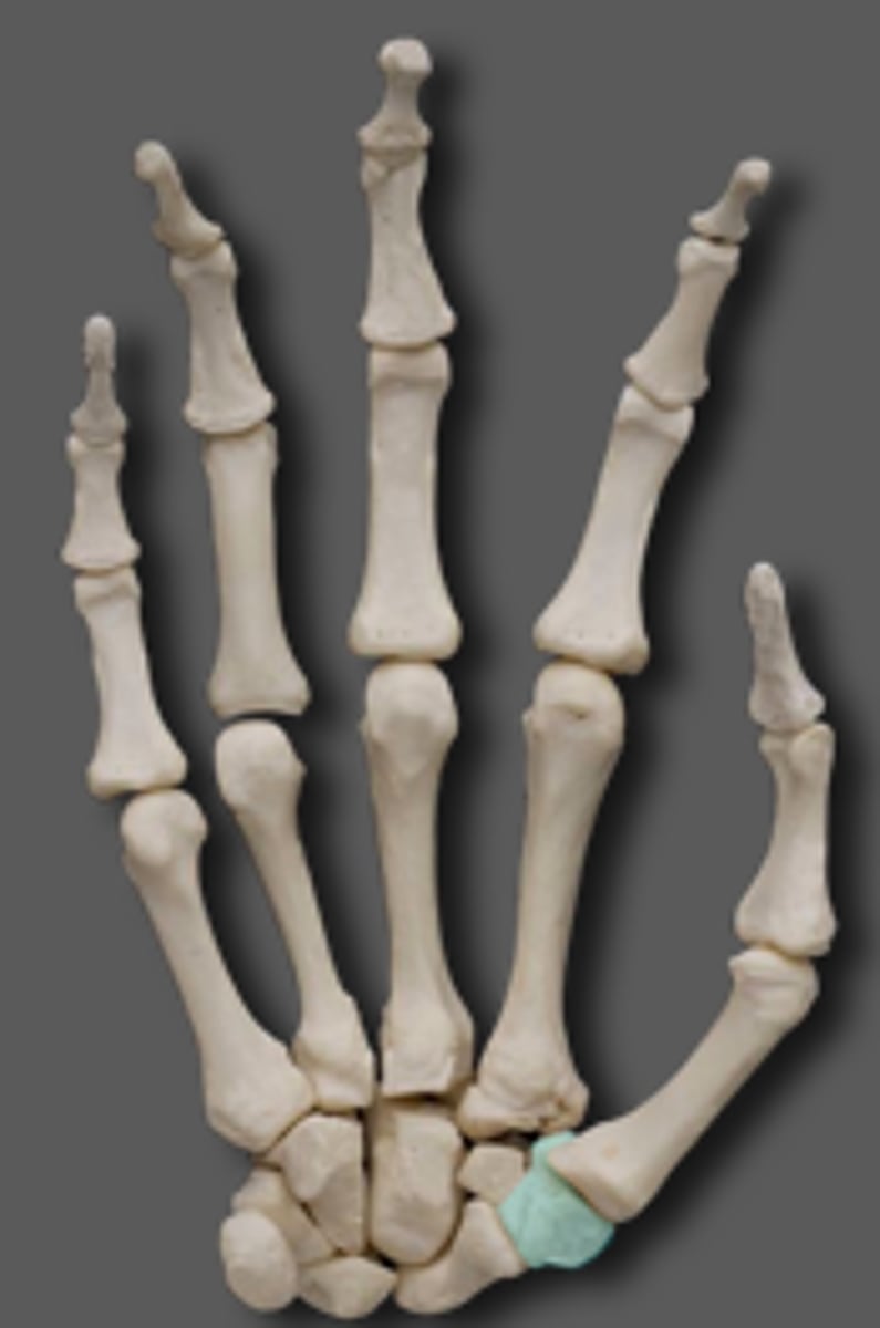 <p>trapezium of carpal</p>