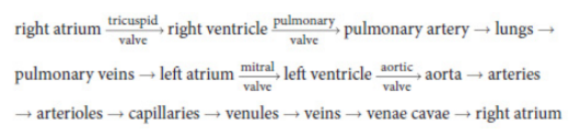 <p>the flow of blood through the body</p>