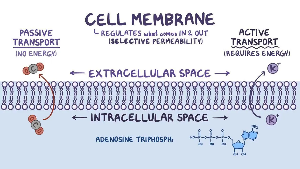 <p><strong>some substances are able to pass through the membrane, while other substances are not able to pass through</strong></p>