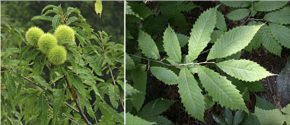 <p>Family<br>Genus<br>Species<br>Common Name</p>