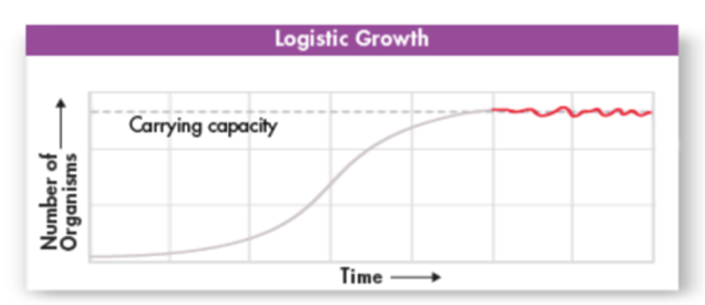 <p>The maximum number of individuals of a particular species that a particular environment can support. Growth rate is zero.</p>