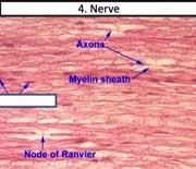 What type of glial cells?