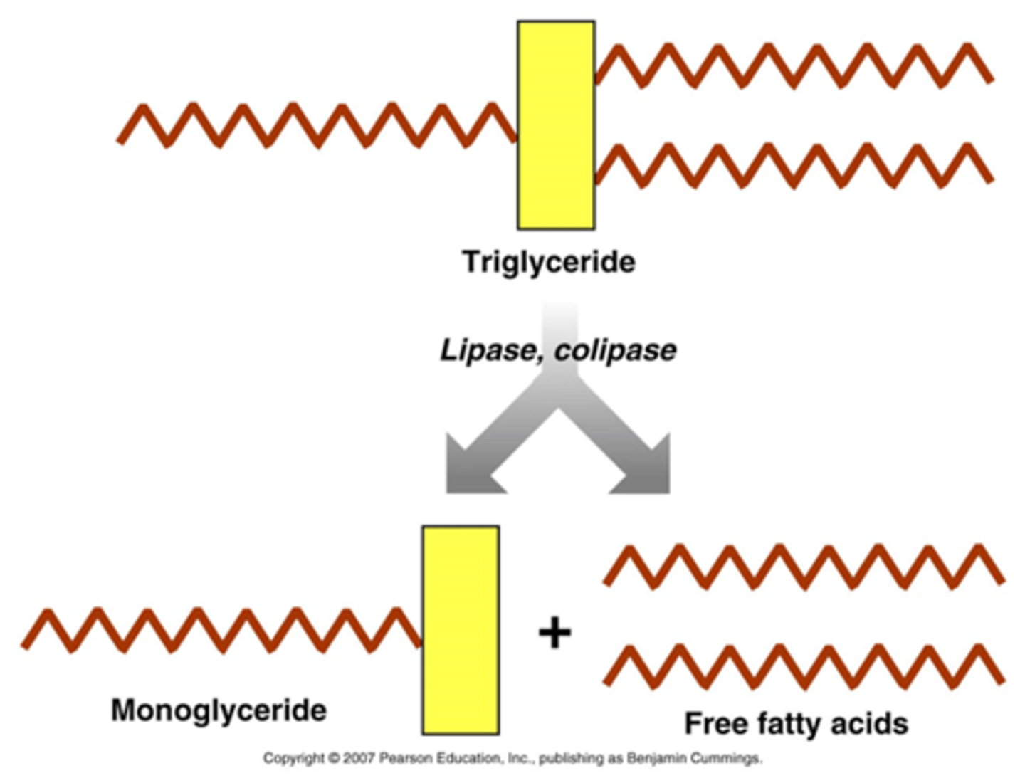<p>Monoglycerides + Free Fatty Acids</p>