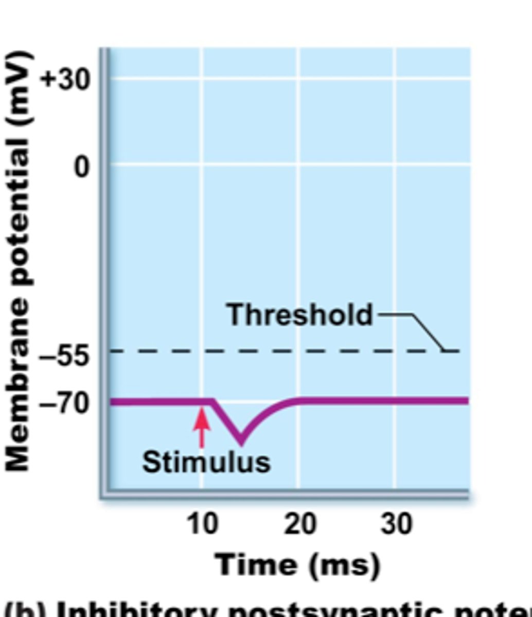 <p>- neurotransmitter binds to K+ or Cl- ligand gated channels</p><p>- K+ moves out of post-synaptic cell or Cl- moves into cell</p><p>- causes hyperpolarization (more negative) of post-synaptic cell (further from threshold and less likely to have an action potential)</p>