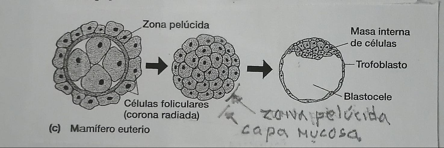 C. mamífero en euterio