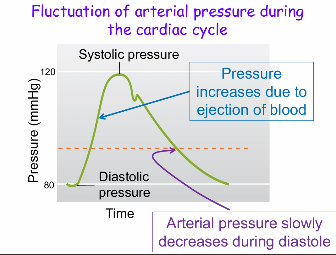 <p>Pressure increases due to ejection of blood - Reaches systolic pressure</p><p>Arterial pressure slowly decreases during diastole - Reaches diastolic pressure</p>
