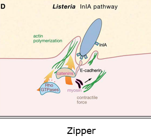 <ul><li><p>It enters via zipper mechanism; uses receptors on host cells to enter → InIA and InIB trigger endocytosis</p></li><li><p>InlA important for the internalization of listera via <strong>E. cadherin</strong></p><ul><li><p>First it ubiquitinates E-cadherin</p></li><li><p>It recruits Clathrin mediated machinery → so it can start endocytosis</p></li><li><p>Then it remodels actin via Arp2/3 and endocytosis starts</p></li></ul></li><li><p>InlB is important for the internalization of Listeria via <strong>Met receptor</strong></p><ul><li><p>expressed in brain and placenta</p></li><li><p>It ubiquitinates the Met receptors</p></li><li><p>It recruits Clathrin mediated machinery → so it can start endocytosis</p></li><li><p>Then it remodels actin (Arp2/3) and endocytosis starts</p></li></ul></li><li><p>LLO (produced by listeria) → allows listeria to escape vacuole into host cell cytosol. listeria makes ActA → recruits Arp2/3 → produces actin polymerization → tail behind bacteria → bacteria propel through cytoplasm → listeria is pushed into neighbouring cells</p></li></ul><p></p><p></p>