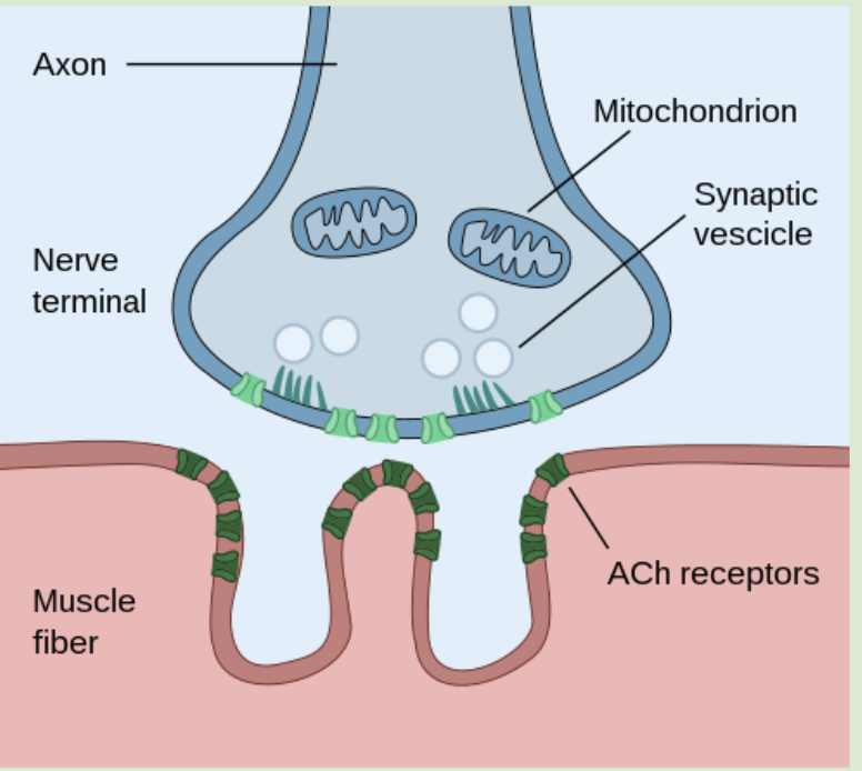 <p> is the synapse between an axon terminal of a motor neuron and muscle fibre.</p><ul><li><p>The arrival of an action potential at an axon terminal stimulates an action potential in a muscle fibre.</p><p></p></li></ul><p></p>