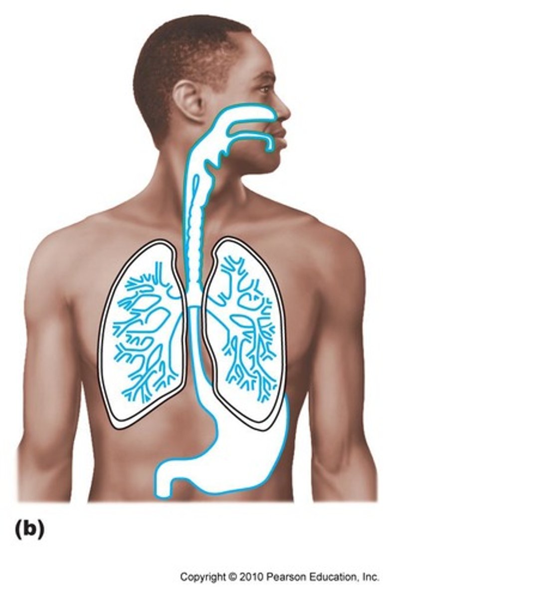 <p>What membrane is this?</p>
