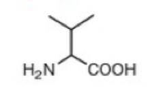 <p>Valine (V)</p>