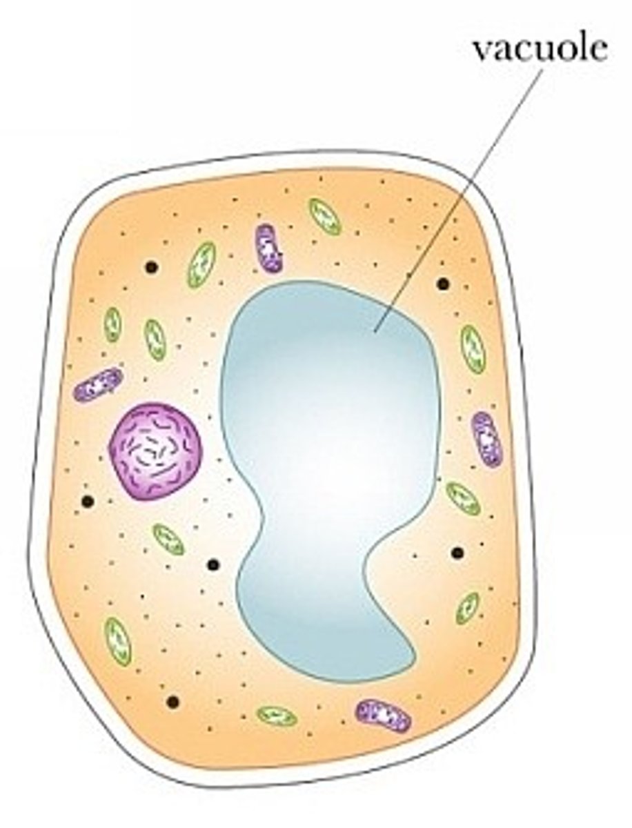 <p>Membrane-bound organelle that helps to maintain the osmotic balance of the cell. Can also store substances.</p>
