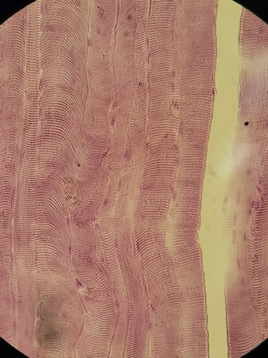 <p>Identify Tissue Type</p>