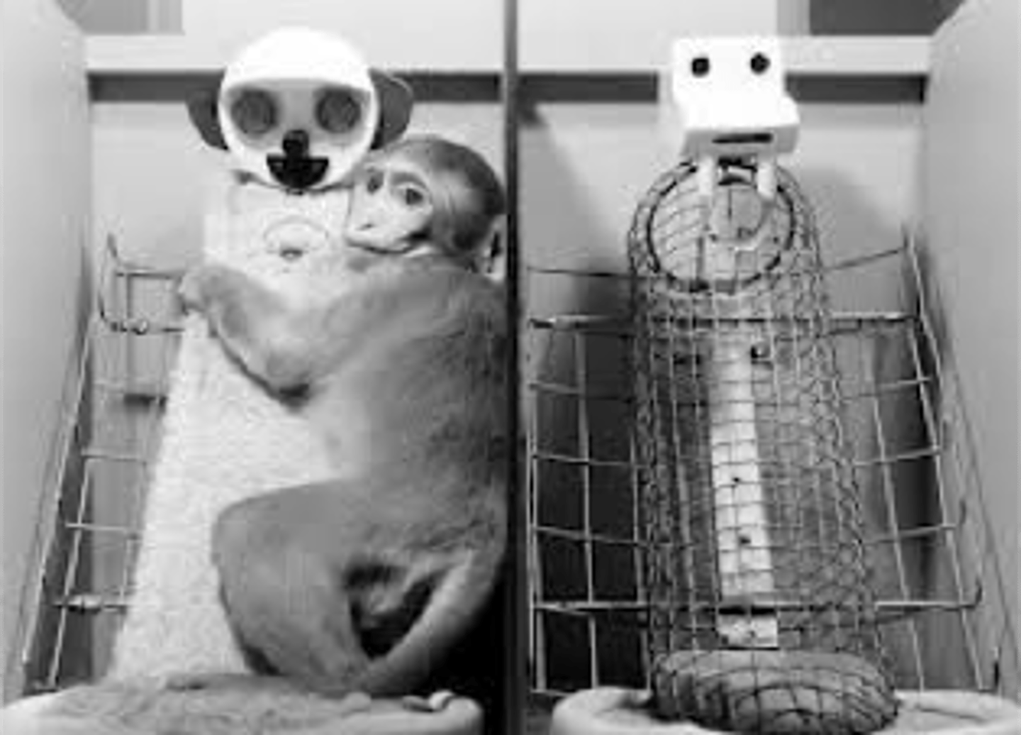 <p>Psychological experiments by Harry Harlow that studied attachment and social behavior in rhesus monkeys, highlighting the importance of comfort and attachment security.</p>