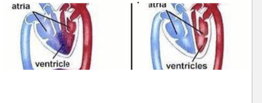 <p>mixed oxygenated blood </p><p>Combined ventricle allows for mixing of oxygenated blood from lung and less oxygenated blood from the body</p><p>Which is reptile/ amphibian heart and which is mammal heart</p>
