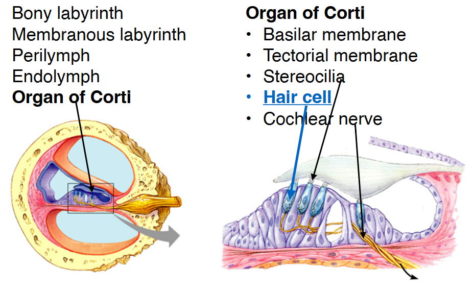 <p><span>Cochlea structures:</span></p>