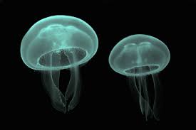 <p>Cnidaria</p>