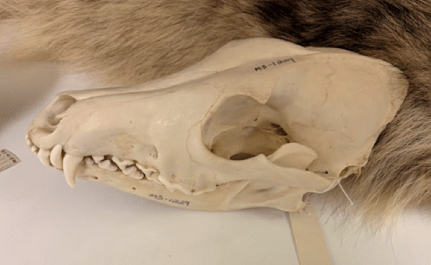 <p>What is this specimen?</p>