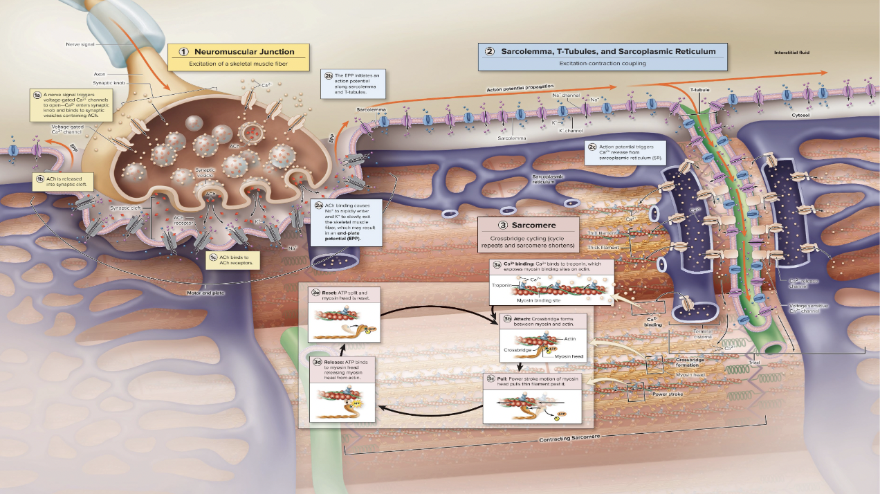 <p>Depolarization</p>