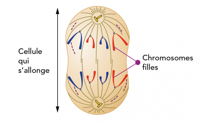 Les fibres chromosomiques se raccourcissent provoquant la division des centromères et entrainant les deux chromatides vers les pôles de la cellule. Les bras des chromatides traînent en arrière, freinés par le cytosol et leur donnant une image de fer à cheval. Ces chromatides constituent les chromosomes des nouvelles cellules en formation. Il y a migration des deux lots de chromatides vers les pôles.
