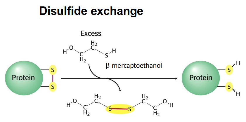 <p>exchange salt-bridge for two thiols</p>