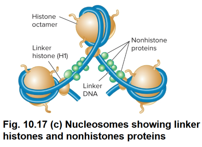 <p>H1: Linker Histone</p>