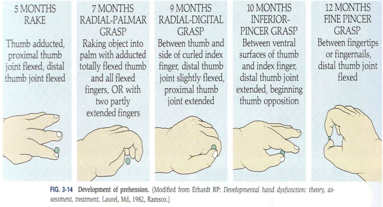 <ul><li><p>Hands can be brought together in midline</p></li></ul><p></p><p></p>