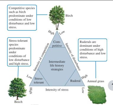 <ul><li><p>relates to life history traits for plants, and classifies this on a triangle, with different axis showing different extremes of life history traits</p></li><li><p>(low disturbance &amp; low stress) favor competitive traits (as easy conditions result in more competition)</p></li><li><p>(low disturbance &amp; high stress) favor stress-tolerant traits</p></li><li><p>(high disturbance &amp; low stress) favor ruderal traits (growing on waste ground / among rubbish)</p></li></ul><p></p>