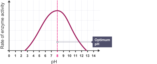 <ul><li><p>The pH affects the charge of the<strong> R-groups</strong> of the amino acids at the active site</p></li><li><p>The enzyme &amp; substrate could adopt the same positive (low pH: too many H<sup>+</sup> ions) or negative (high pH: too many OH<sup>- </sup>ions) electrical charge, causing <strong>electrostatic repulsion</strong>, so ES complexes cannot form</p></li></ul><p></p>