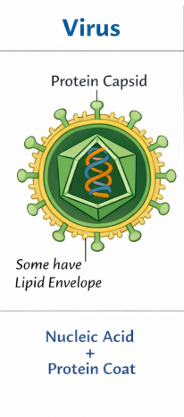 <p>Nucleic acid (DNA or RNA) surrounded by a protein coat </p>