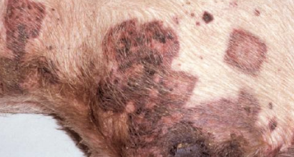 <p>What is the term for inflammation of the arteries, it is spread by multiple methods, uses constant flow and immune system as defense? It has many causes such as edema disease (e. coli), TME (h. somnus), diamond skin disease, dirofilariasis, and spirocercosis. S. vulgaris in horses can cause it. Hemorrhage, edema, infarction, thrombi, and endothelial necrosis can result.</p>