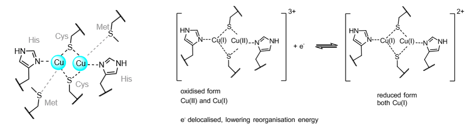 <p>Used in long range electron transfer in some enzymes, including cytochrome c oxidase.</p><p>Coordination environment is very similar to plastocyanin (blue copper).</p><p>Responsible for electron transfer to the active site used for O<sub>2</sub> reduction.</p>