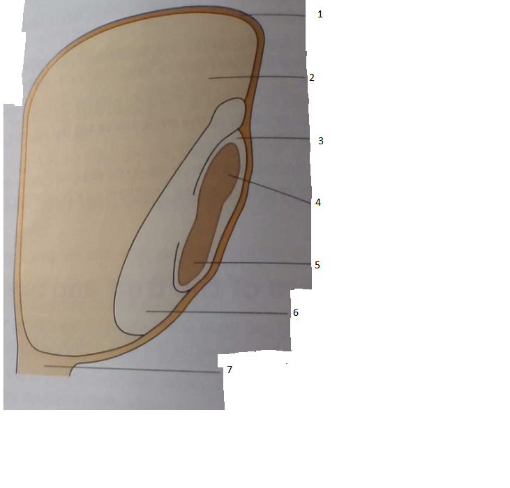 <p>Identify the type of seed and label the diagram (beautiful ik)</p>