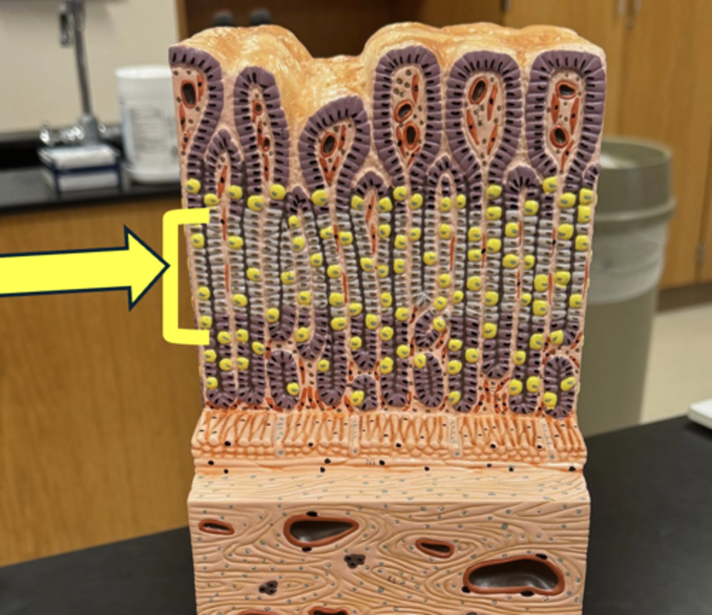 <p>cells found here &amp; what they secrete</p>