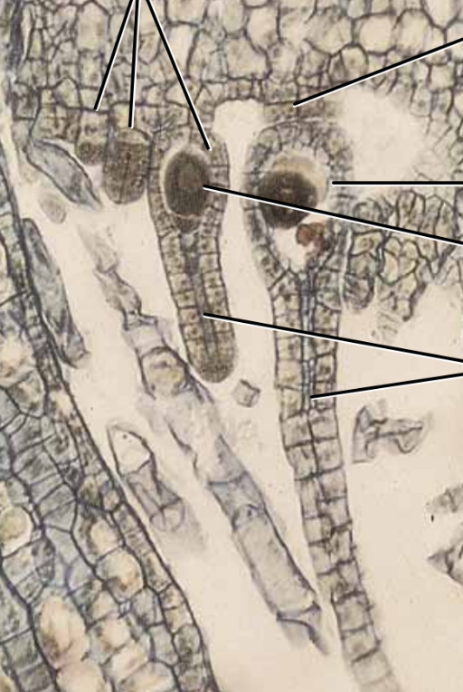 <p>What are the parts of the bryophyte archegonia?</p>