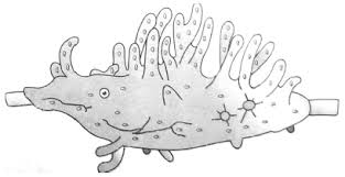 <p>Spongilla (Fresh water sponge)</p>