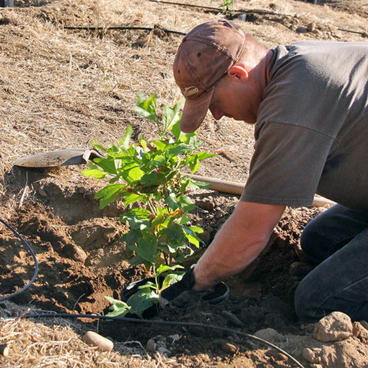 <p>To plant</p>