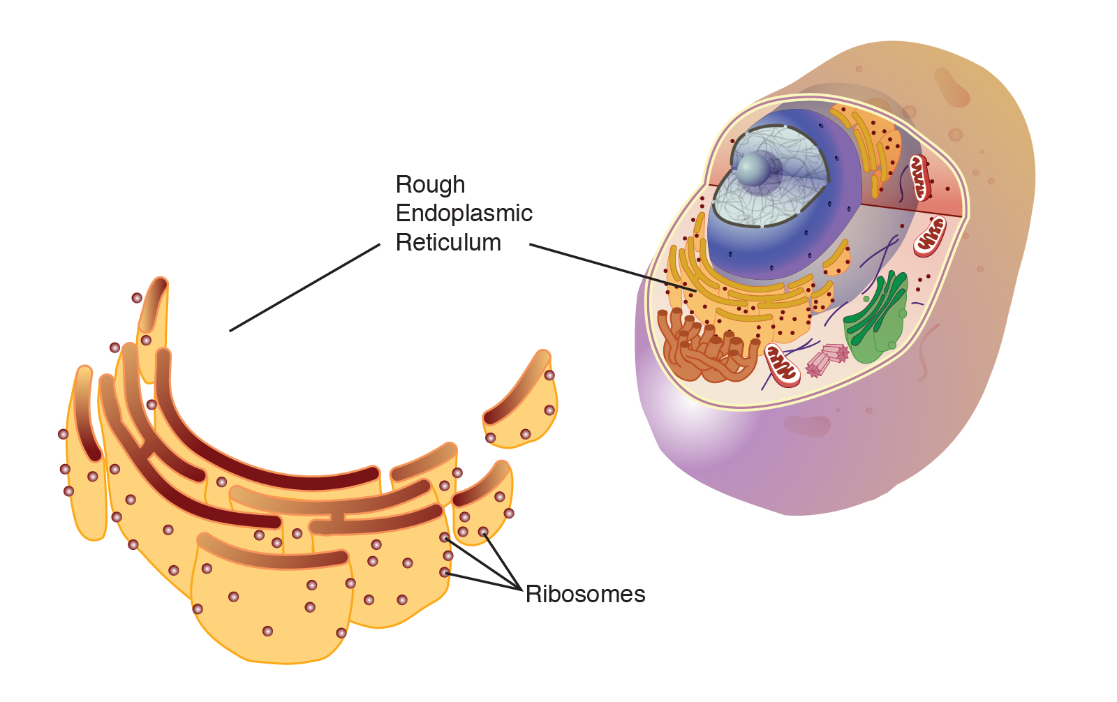 <p>function in protein synthesis and are found in both prokaryotic and eukaryotic cells.</p><ul><li><p>made of proteins and ribosomal RNA (rRNA).</p></li></ul>