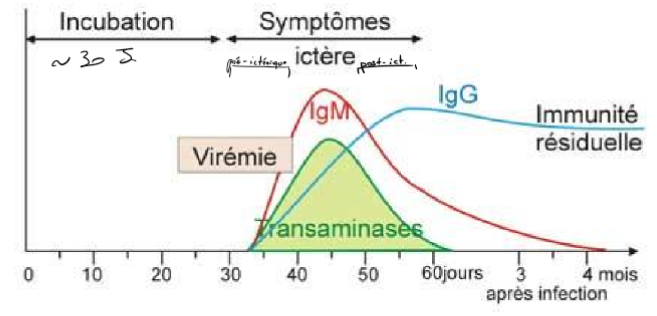 <p>Picornaviridae (entérovirus)</p><p>petit virus à ARN (+), capside icosaédrique, sans enveloppe (un des virus les plus résistant au monde extérieur)</p><p></p><p>Epidémiologie</p><p>Réservoir humain</p><p>Infection orofécale directe ou indirecte (eau, coquillages, ..)</p><p>Hépatite épidémique en zone tempérée</p><p></p><p>Prévention =</p><ul><li><p>Règles d’hygiène</p></li><li><p>Ig en intramusculaire: protection pendant 3 mois (→ intéressant si l’entourage est non vacciné)</p></li><li><p>Vaccin <strong>inactivé</strong>: Havrix (forme adulte ou enfant)</p></li><li><p>Vaccin mixte Twinrix anti-VHA et anti-VHB</p><ul><li><p>Vaccin <strong>inactivé </strong>anti-hépatite A + Antigène de surface (biotechnologie) hépatite B</p></li></ul></li></ul><p></p>