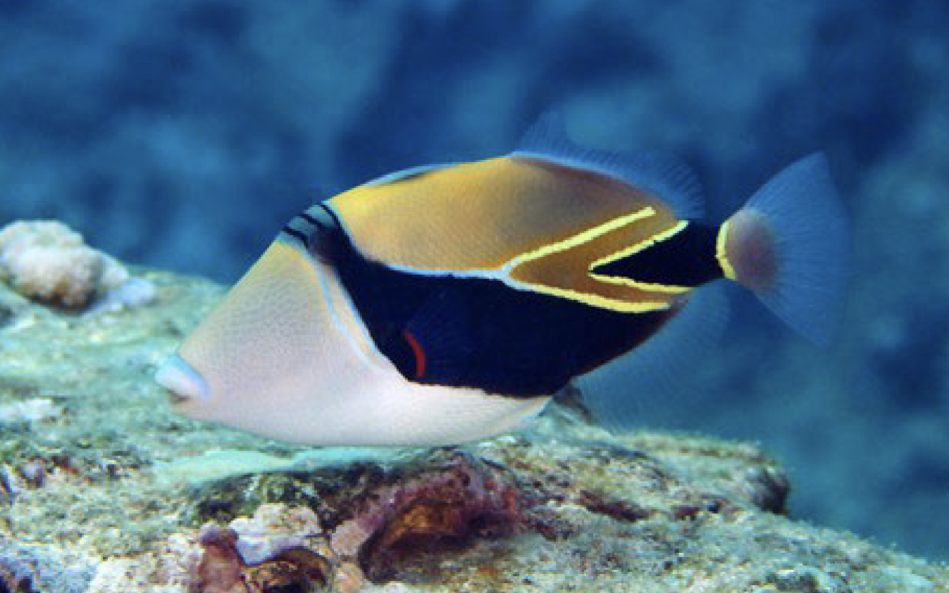 <p>Family balistidae</p>