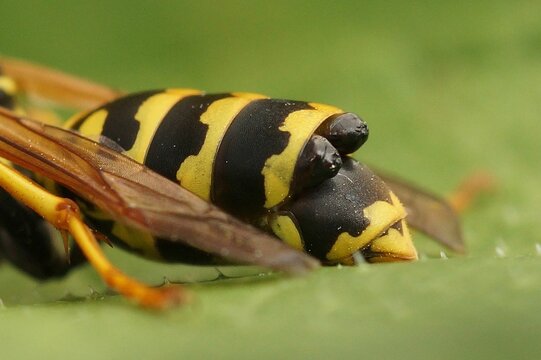 <p>Order Strepsiptera: Twisted-wing parasites</p>