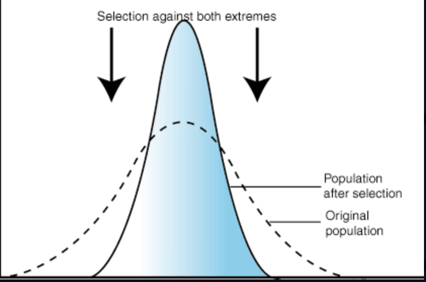 <p>the average trait is favored so the curve narrows (birth weight, height)</p>